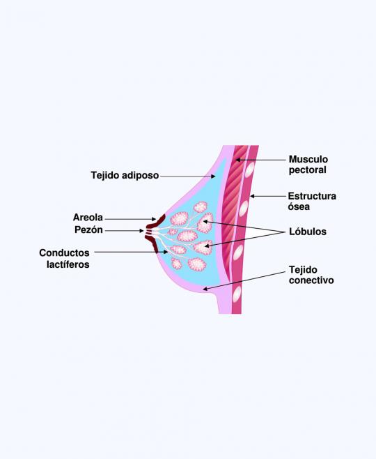 Esquema de pecho femenino